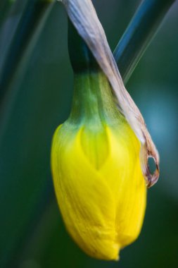 Şaşırtıcı sarı nergis çiçeği yakından bakın: Yaprak ve yaprakların detaylarını gösteren makro fotoğraf.