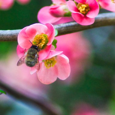 Somon ayva çiçeğinin üzerinde bir arı resmi