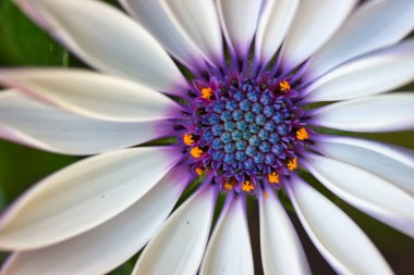 Bahçede büyüyen güzel, mor renkli Afrika papatyasının yakın görüntüsü. 