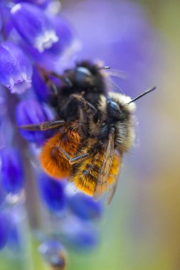 Mavi muscari çiçeğinin üzerinde oturan iki arı. 