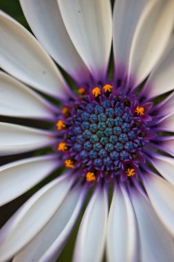 Mor kalpli muhteşem Afrika papatyasının makro fotoğrafı..