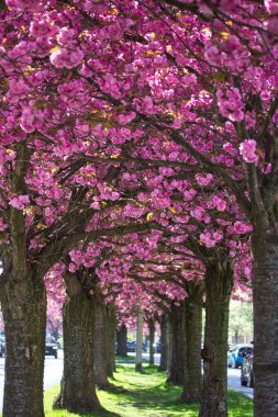 Parktaki güzel pembe bahar çiçekleri: Brüksel 'de kiraz ağaçları