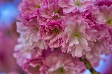 Bahçedeki güzel pembe çiçekler. bahar arkaplanı.