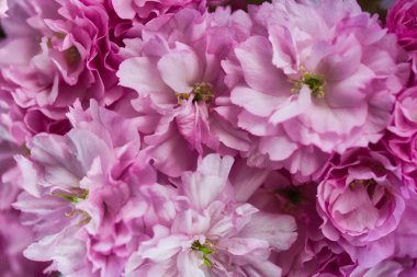Close up beautiful blooming cherry flowers, spring time concept and abstract natural background.