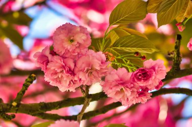 Bahçedeki güzel pembe sakura çiçekleri
