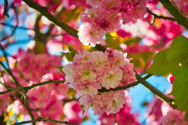 Beautiful pink sakura flowers against the blue sky