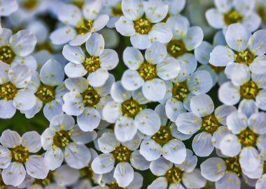 İlkbaharda güzel beyaz çiçekler: macr phtography. Görkemli arkaplan veya masaüstü.