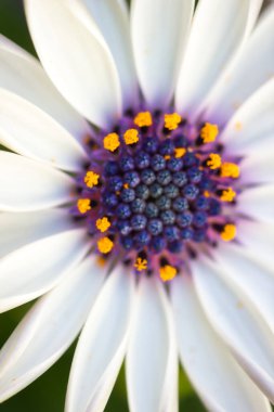 Muhteşem mor kalpli Afrika papatyası: polen ve diğer detaylarla dolu, muhteşem renklerde makro fotoğrafçılık.