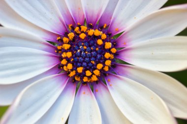 Eflatun kalpli bir Afrika papatyasının fevkalade makro fotoğrafı. Anter ve polen detaylarıyla dolu.