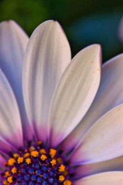 Beyaz yaprakların güzel makro fotoğrafları: sevimli doku ve detaylar