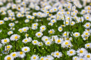 Baharda bahçede bir sürü güzel papatya, yeşil çimlerin arasında.
