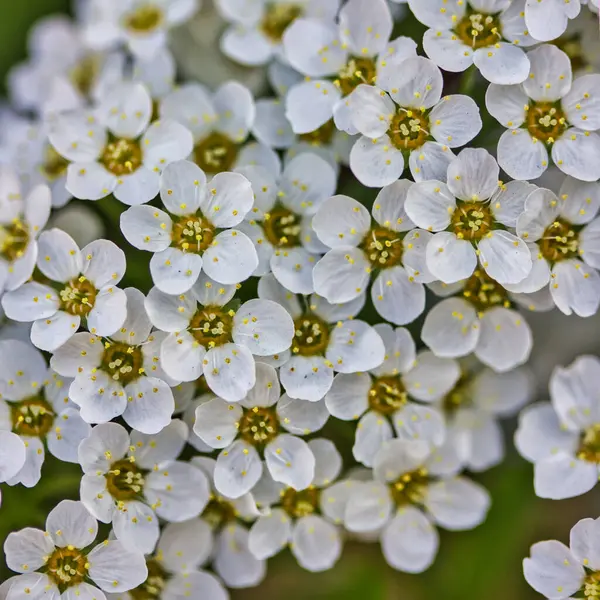 Çiçek deseni: Sarı anterli güzel beyaz çiçeklere yakın çekim.