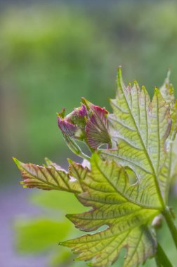 Asma yaprağının güzel makrosu Çiy damlalarıyla