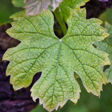 Yaprağın güzel makrosu: havalandırma ve doku.