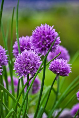 Baharda bahçede güzel mor soğan çiçekleri