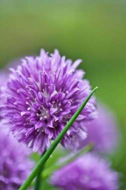 Bahçede yalıtılmış şirin mor soğan çiçeği: harika bir doku.