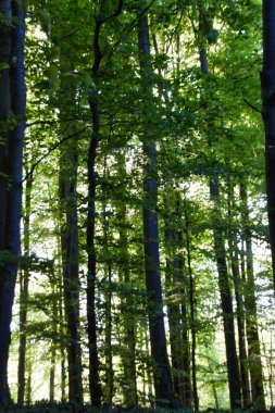 Ormanın güzel doğal manzarası