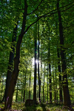 Yüksek ağaçlı güzel orman: ilkbahar manzarası