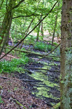 Yosun dolu güzel yeşil orman