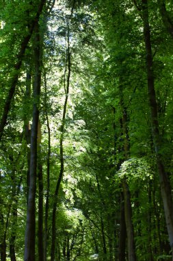Güzel yeşil bahar ormanı sabah. 