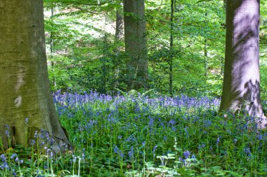 İlkbaharda orman arazisi: çayır çiçekleri açan çan çiçekleri