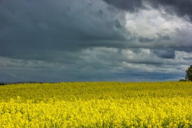 Mavi ve sarı renkteki minimalist manzara: İlkbaharda açan kolza tohumu tarlaları üzerindeki fırtınalı bulutlar