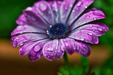 Bahçedeki inanılmaz güzel mor çiçek yapraklarına bolca yağmur damlası damlayan bir pelerin. Müthiş doku ve desen, ideal arkaplan veya masaüstü. 