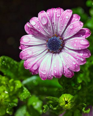 Yağmurdan hemen sonra bahçede muhteşem pembe ve mor Afrika papatyası (Osteospermum) ve sığ arka planda yaprakların üzerine birçok su damlası ve yeşillik vardır..