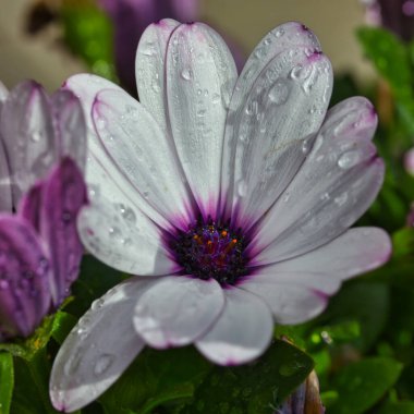 Harika mor kalpli Marguerite pelerini yağmurdan hemen sonra, güneş ışığı altında. Güzel desenli ve desenli makro fotoğrafçılık.