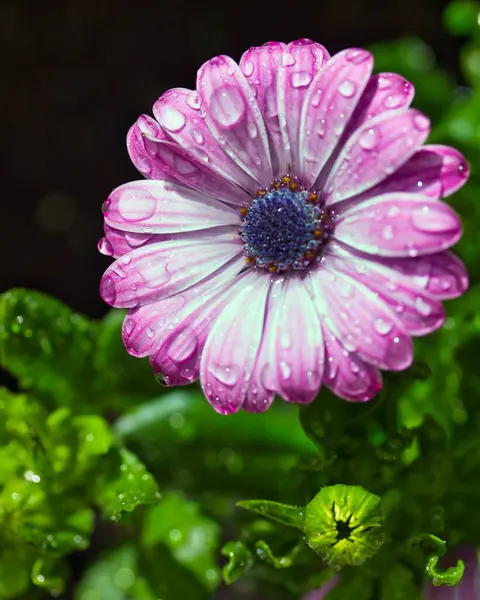 Yağmurdan hemen sonra bahçede muhteşem pembe ve mor Afrika papatyası (Osteospermum) ve sığ arka planda yaprakların üzerine birçok su damlası ve yeşillik vardır..