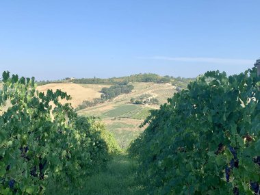 İtalya 'nın kırsal kesimindeki üzüm bağının manzarası