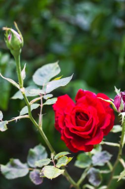 Closeup of red rose with dew drops on a background of green leaves.