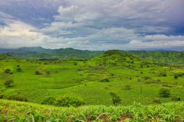 Parlak yeşil tarlalar ve Afrika 'daki yumuşak tepeler