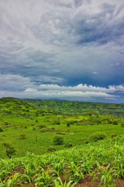 Green fields and meadows in the valley after the rain