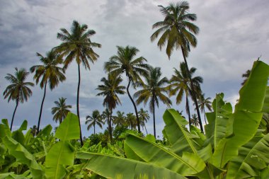 High palm trees on the island of Santiago, Cape Verde (Africa): amazing sight.
