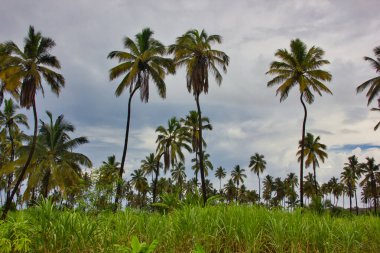 Palmiye ağaçları ve hindistan cevizi palmiyelerinin dipteki görünümü: harika tropikal manzara, arkaplan veya masaüstü.
