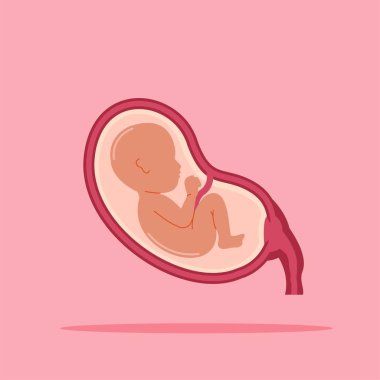 Rahimdeki fetüs bebeği. Rahimdeki çocuk gelişiminin bir göstergesi. Poster kullanımı ve web simgeleri için uygun