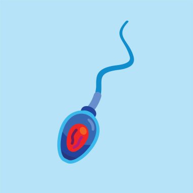 Sperm Yapısı ve Fonksiyon. Sperm döllenmesinin gösterimi