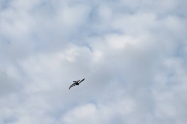 Güvercin gökyüzüne