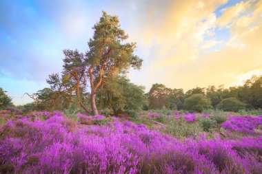 Heather Sunset. Nationalpark 'ta çiçek açan fundalık ve günbatımı. (Hollanda). Bir ağaç altın güneş ışığıyla aydınlanır..