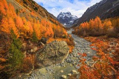 Sonbahar renklerinde Arolla. Gece loş ışıkla aydınlandı. Renkli ağaçlar ve kar zirvesi. Arolla İsviçre, Wallis, Valais 'te bir yerdir. Zirvenin adı buketler..