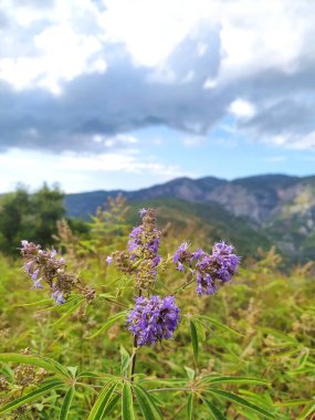 Dağların güzel manzarası