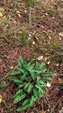 Ağaçta güzel yeşil yosun