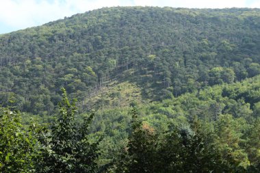 Dağdaki yeşil orman