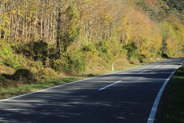 Sabah güneşinde yeşil bir ormanın içinden yol