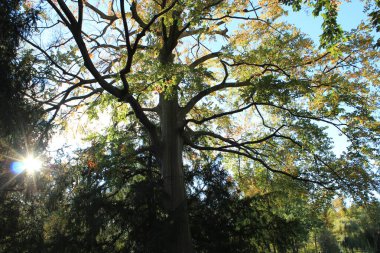 Parktaki güneşin önündeki büyük yeşil ağaç.