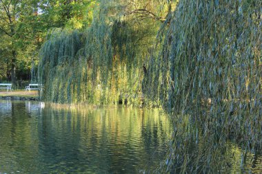 Yeşil ağaç dallarını güneş ışığında suyun üzerine astı.