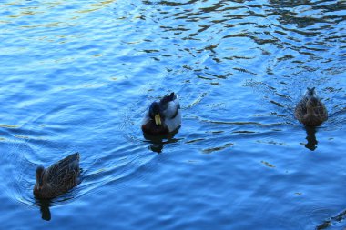 Suda yüzen üç ördek 