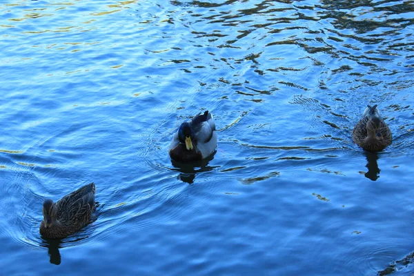 Suda yüzen üç ördek 