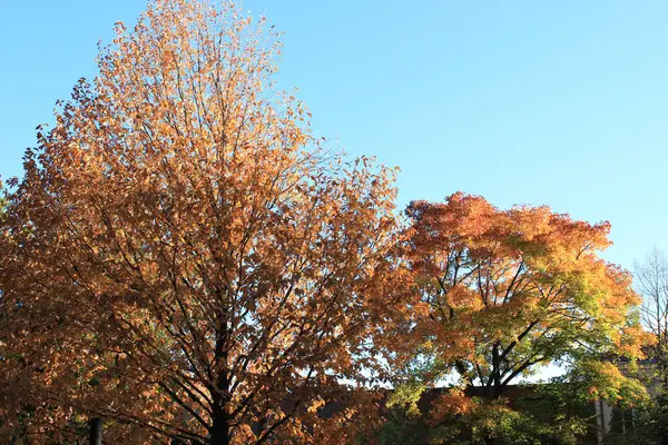 Nice trees with orange leaves against a blue sky